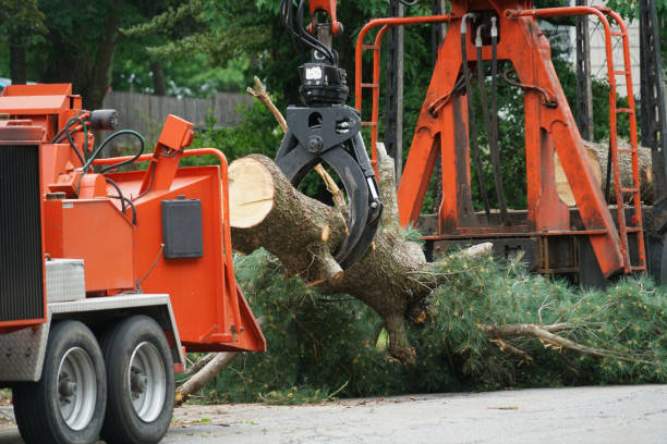 How Our Tree Care Process Works  in  Ford City, PA