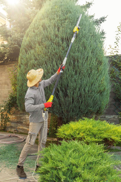 Best Tree Maintenance Programs  in Ford City, PA